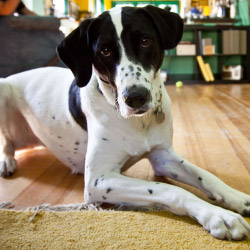 DogWatch by Arkansas Pet Safety Systems, Royal, Arkansas | Indoor Pet Boundaries Contact Us Image
