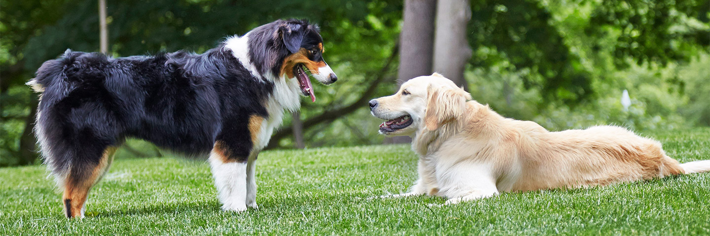 DogWatch by Arkansas Pet Safety Systems, Royal, Arkansas | Outdoor Hidden Dog Fences Slider Image