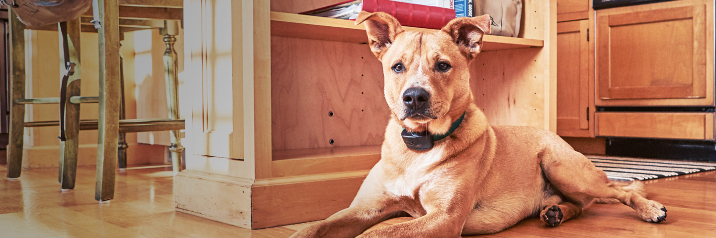 DogWatch by Arkansas Pet Safety Systems, Royal, Arkansas | Indoor Pet Boundaries Slider Image